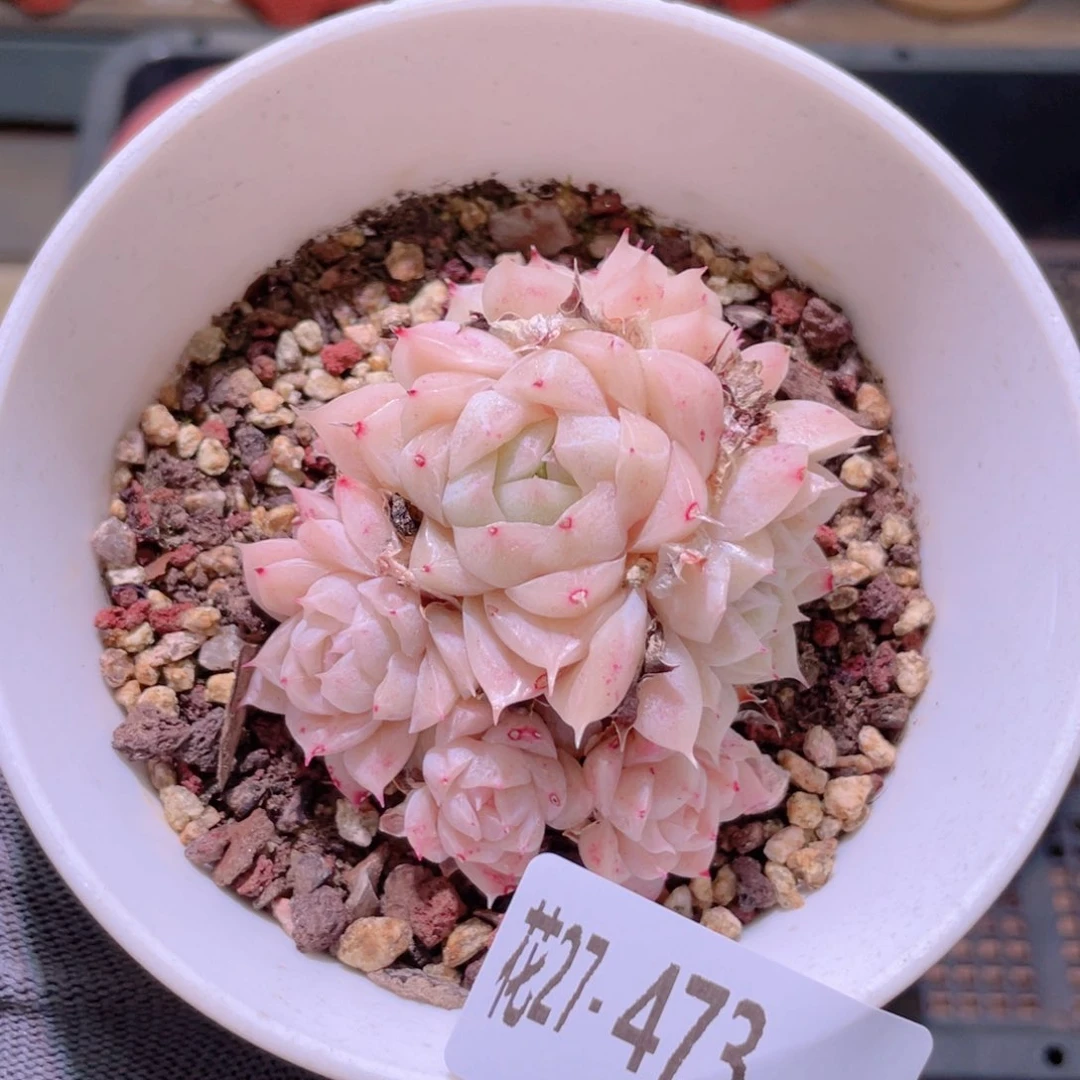 i**i花利美27-473麦秆含盆土