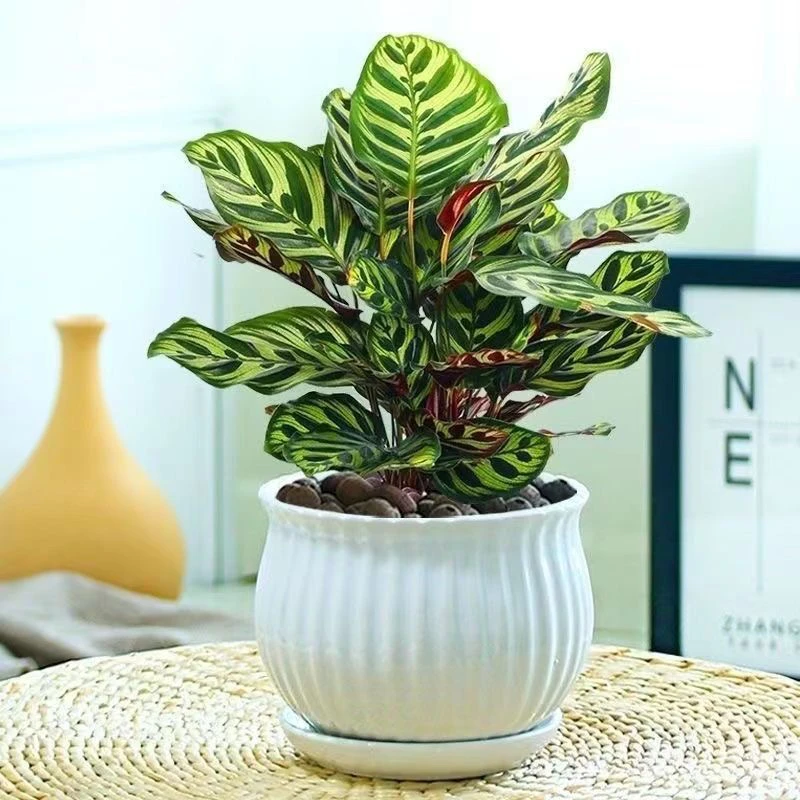 (孔雀竹芋)室内好养植物办公居家