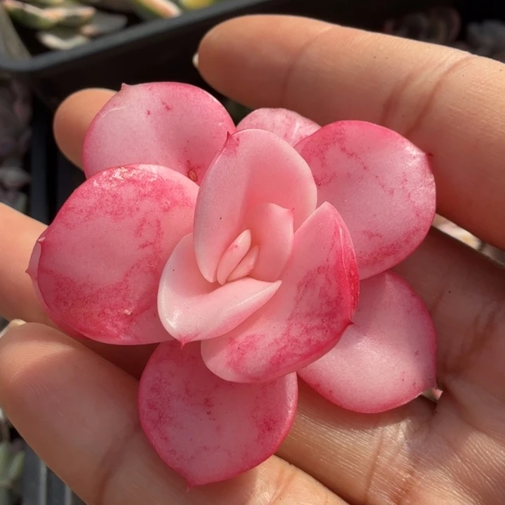 大河之舞锦 全锦 必须嫁接