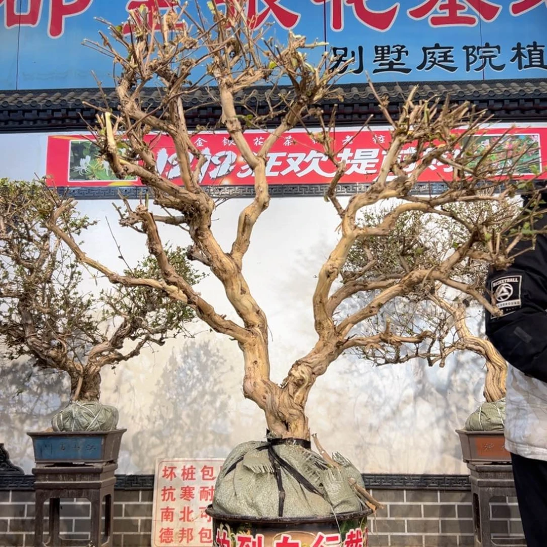 无花朵金银花888888888888