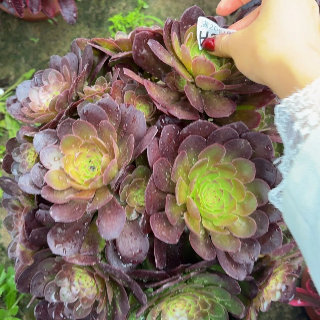 369多肉植物捧花的