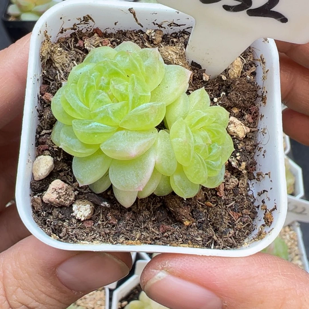 陈***y832号白冰晗雨多肉植物