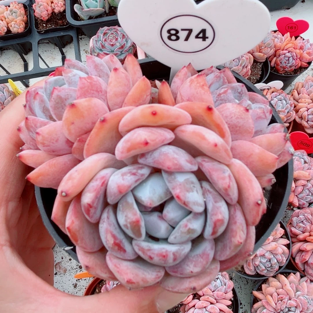 风靡园艺小老桩别梦露群