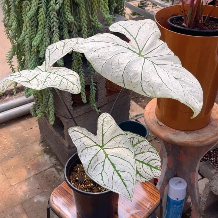 无花朵白月光彩叶芋