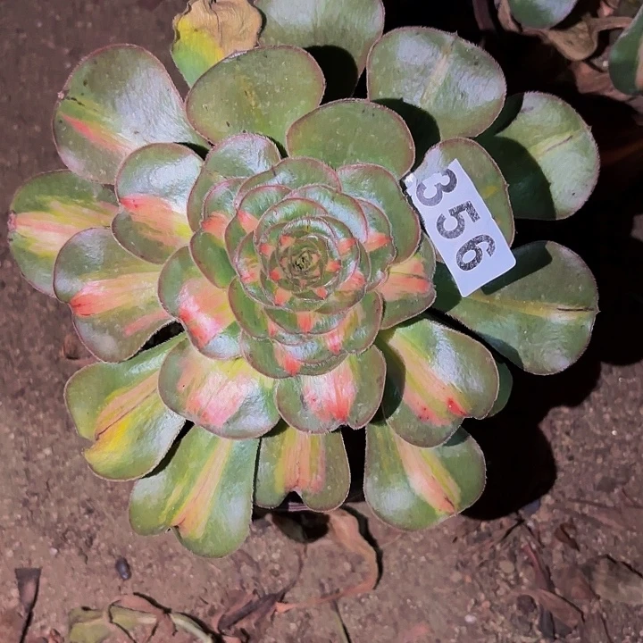 356暴君多肉植物不售后