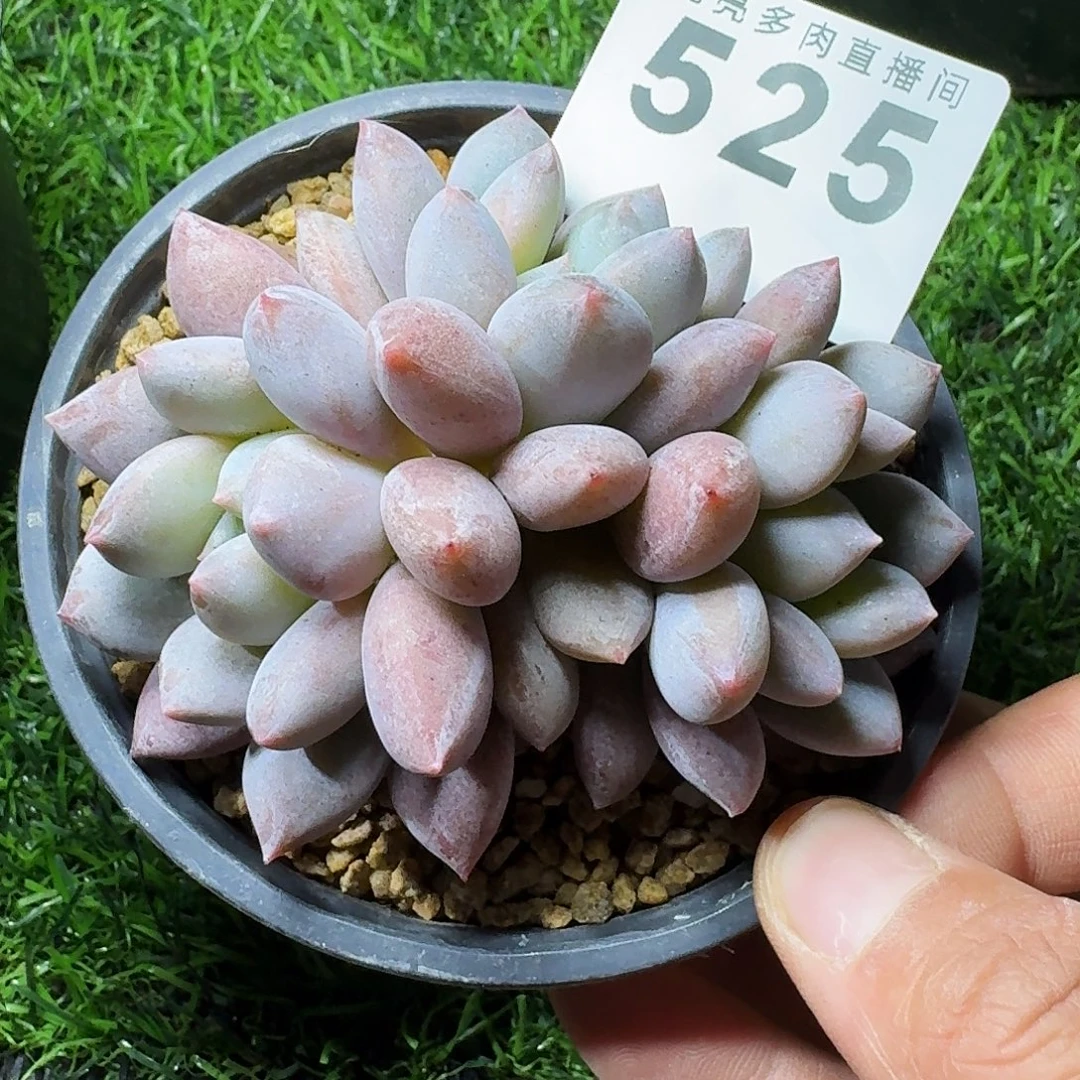 半夏        平安福寿多，财运福运走上坡