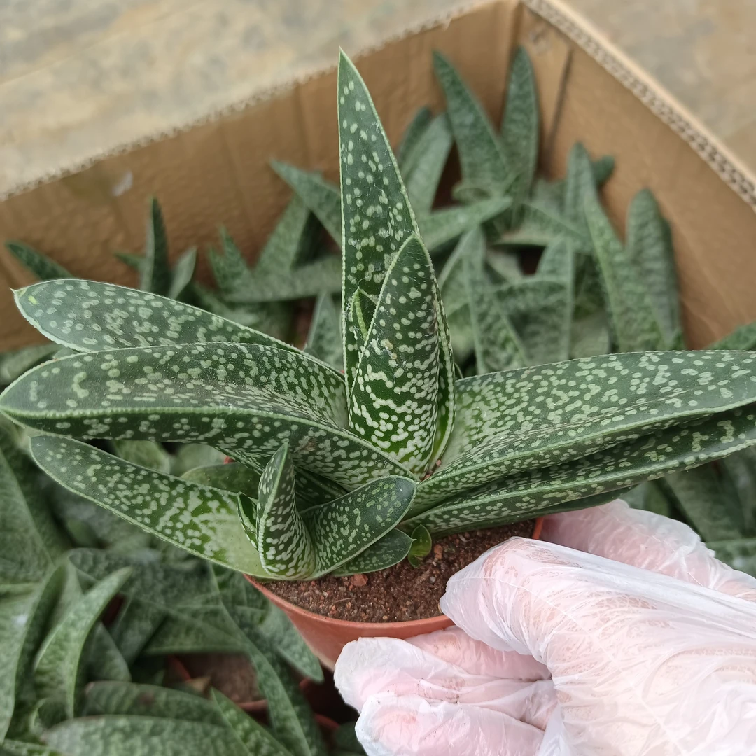 绿植花卉 翠花掌盆栽