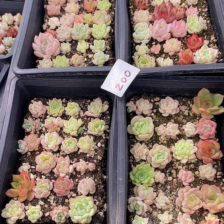 200 多肉植物盆栽花卉