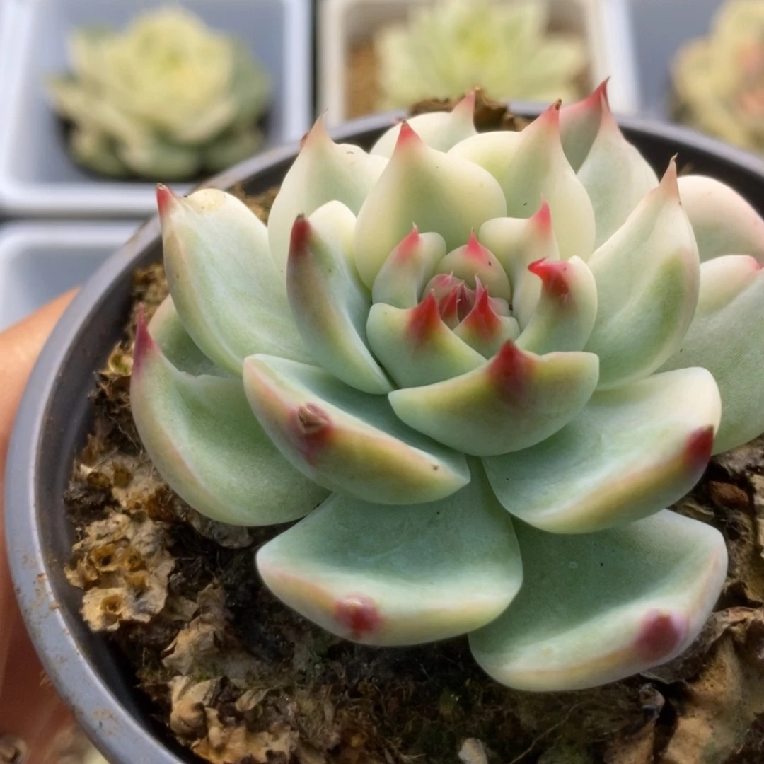 449锦锦锦锦锦锦锦锦