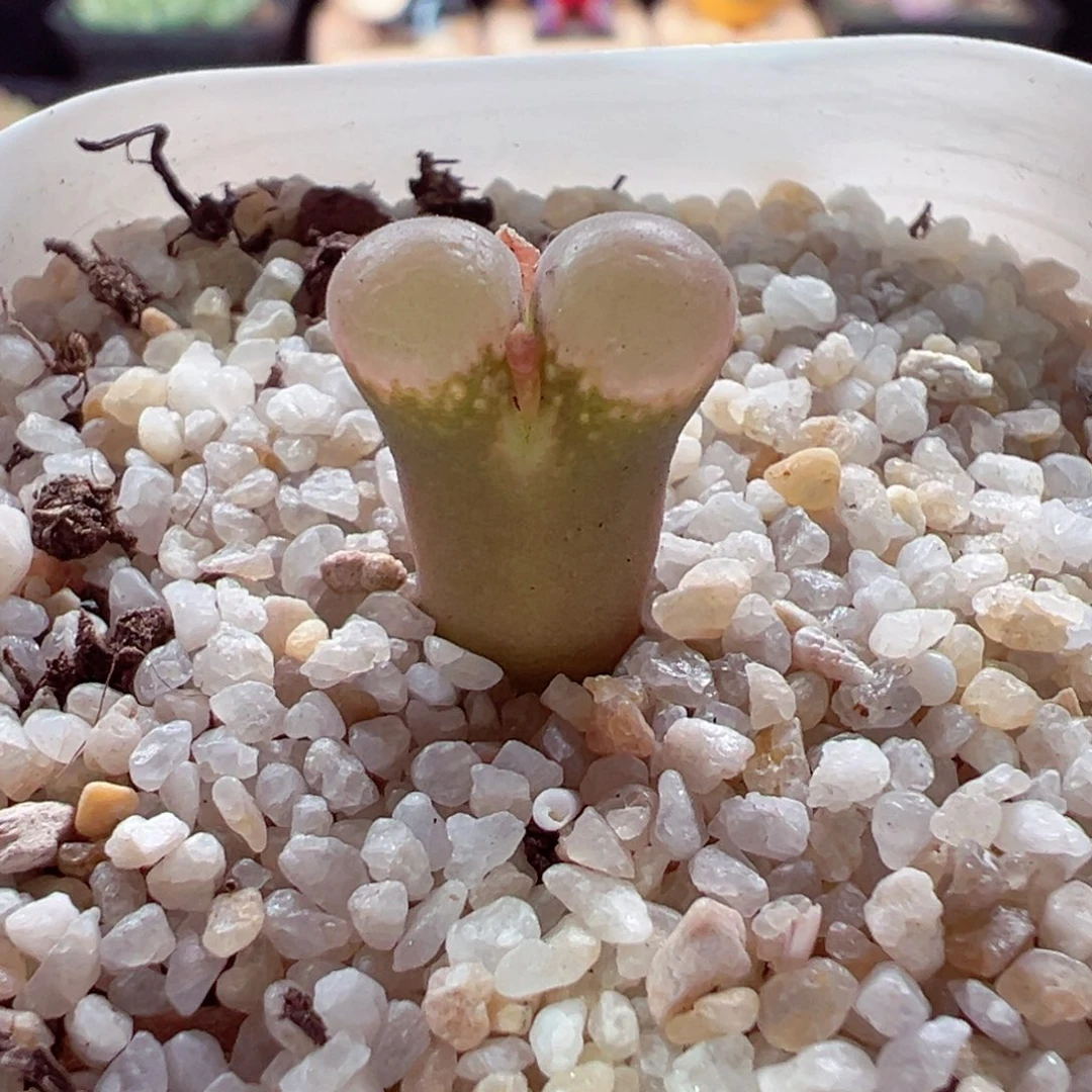 115-404多肉多肉风铃