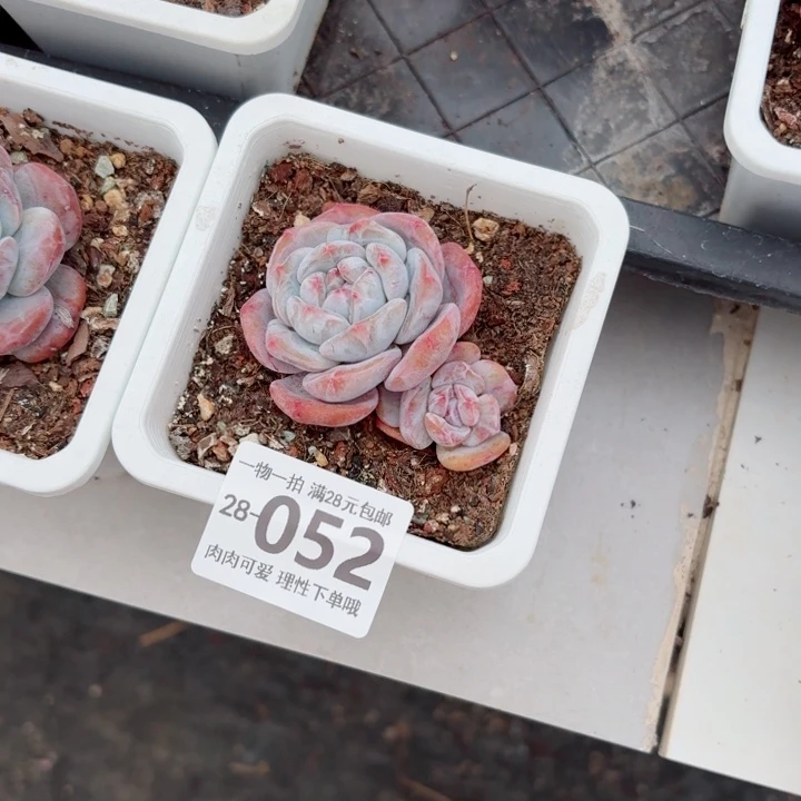 石榴籽多肉无盆土发货