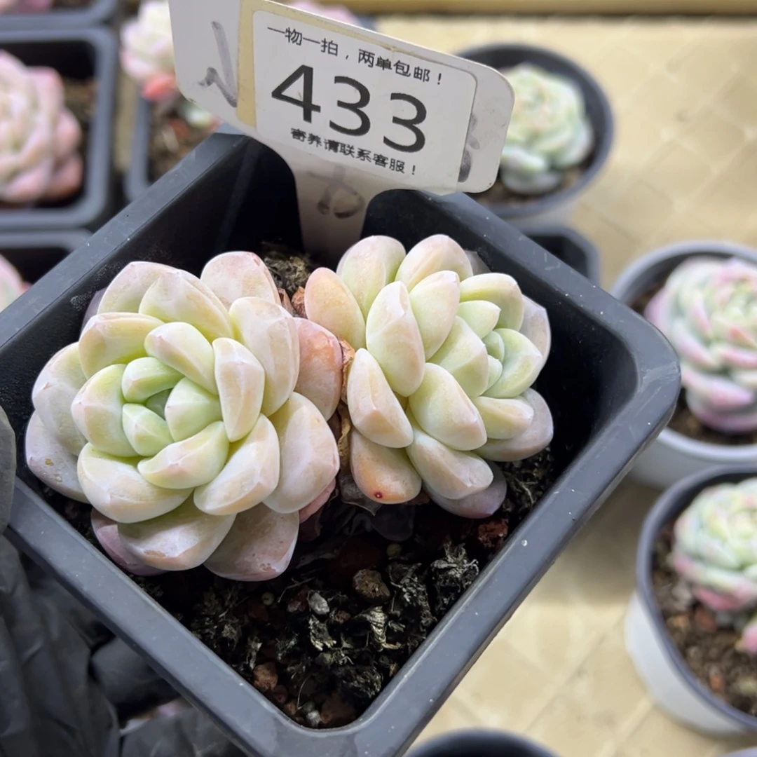 红陶三**忆433号多肉植物