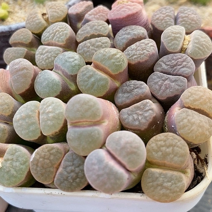 大磁铁风铃1颗买2送1。