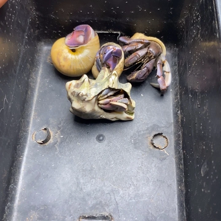 闪1紫陆豆组合，4只有缺尖