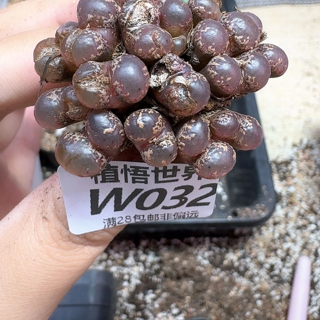 多肉植物的润泽和fgbb