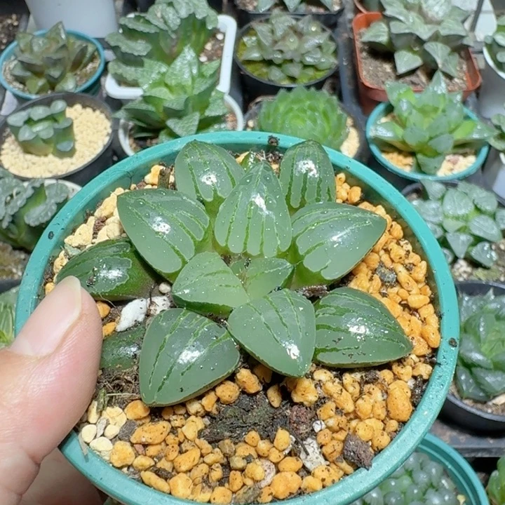 十二卷玉露翠虎女王寿