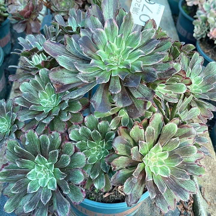 0768超墨多肉植物