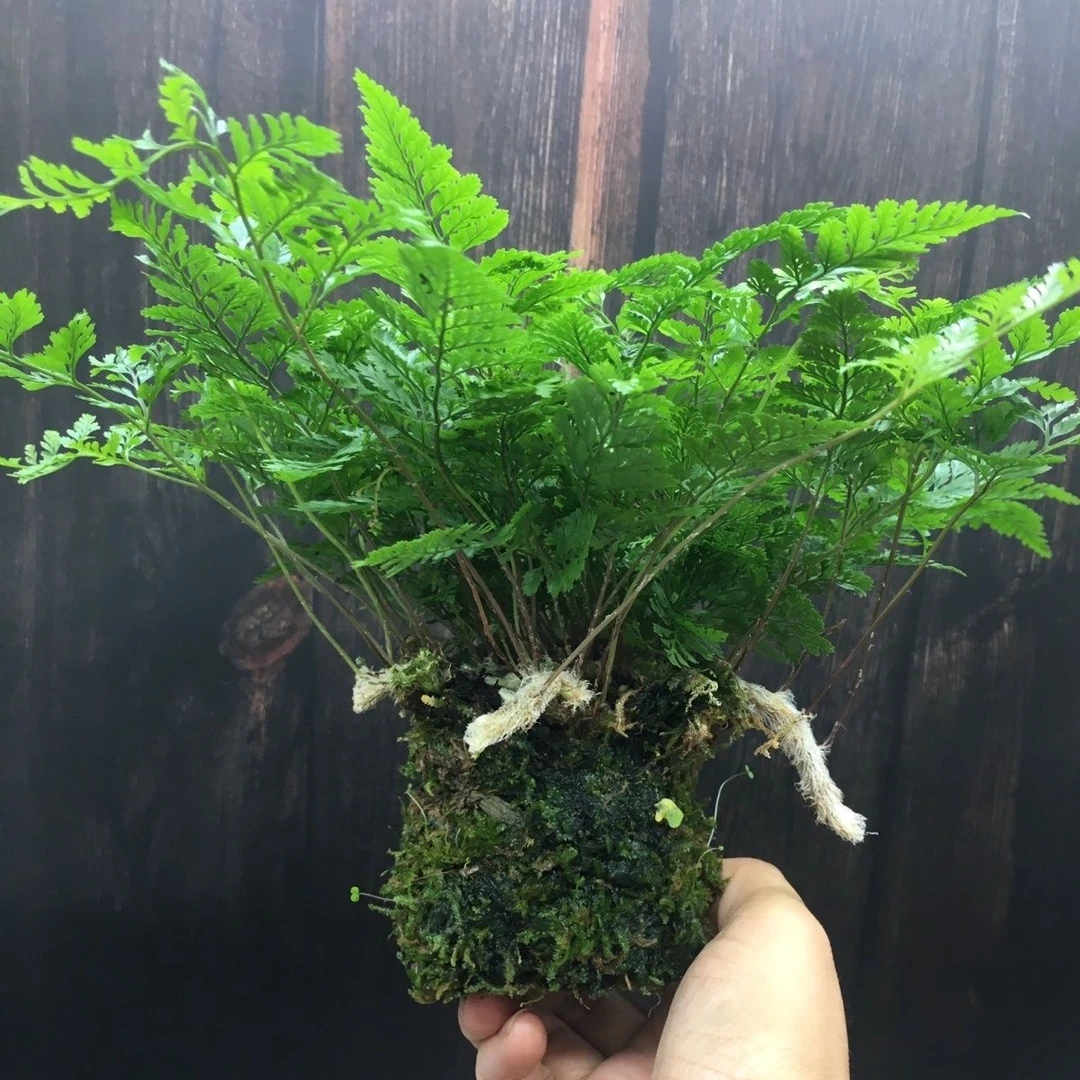 狼尾蕨苔藓球水培植物室内绿植造景净化空气盆吸甲醛防辐射办公室