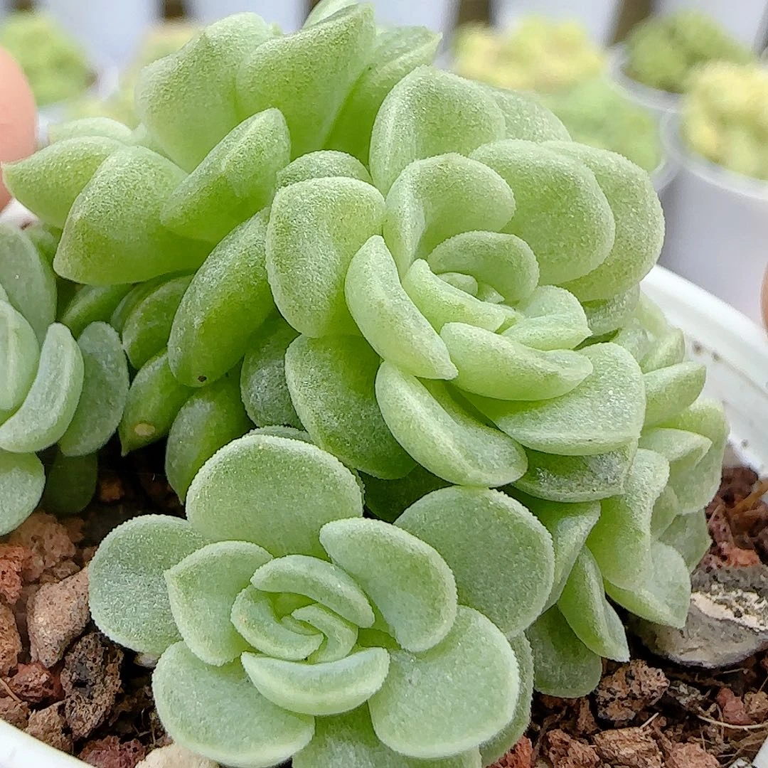 【闪购商品】0926-43优选麦杆