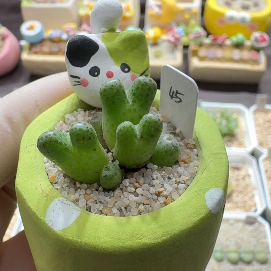 0926-055连盆带花斑马