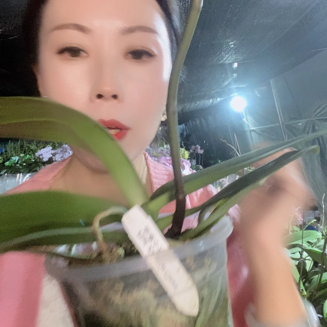 无花朵金车小丑蝴蝶兰