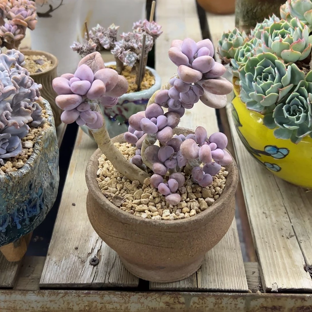 桃蛋18 零零多肉植物