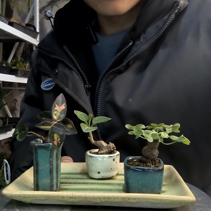 可**※小盆景小植物一物一拍7