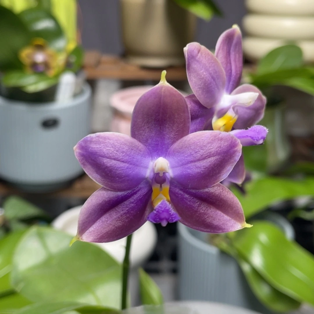 完全开放11111122555