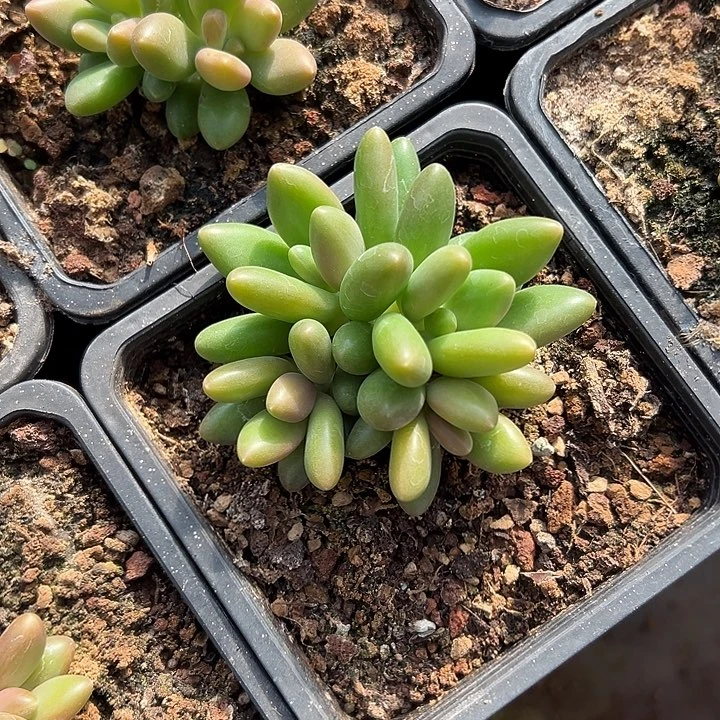 芒果奶群生多头多肉