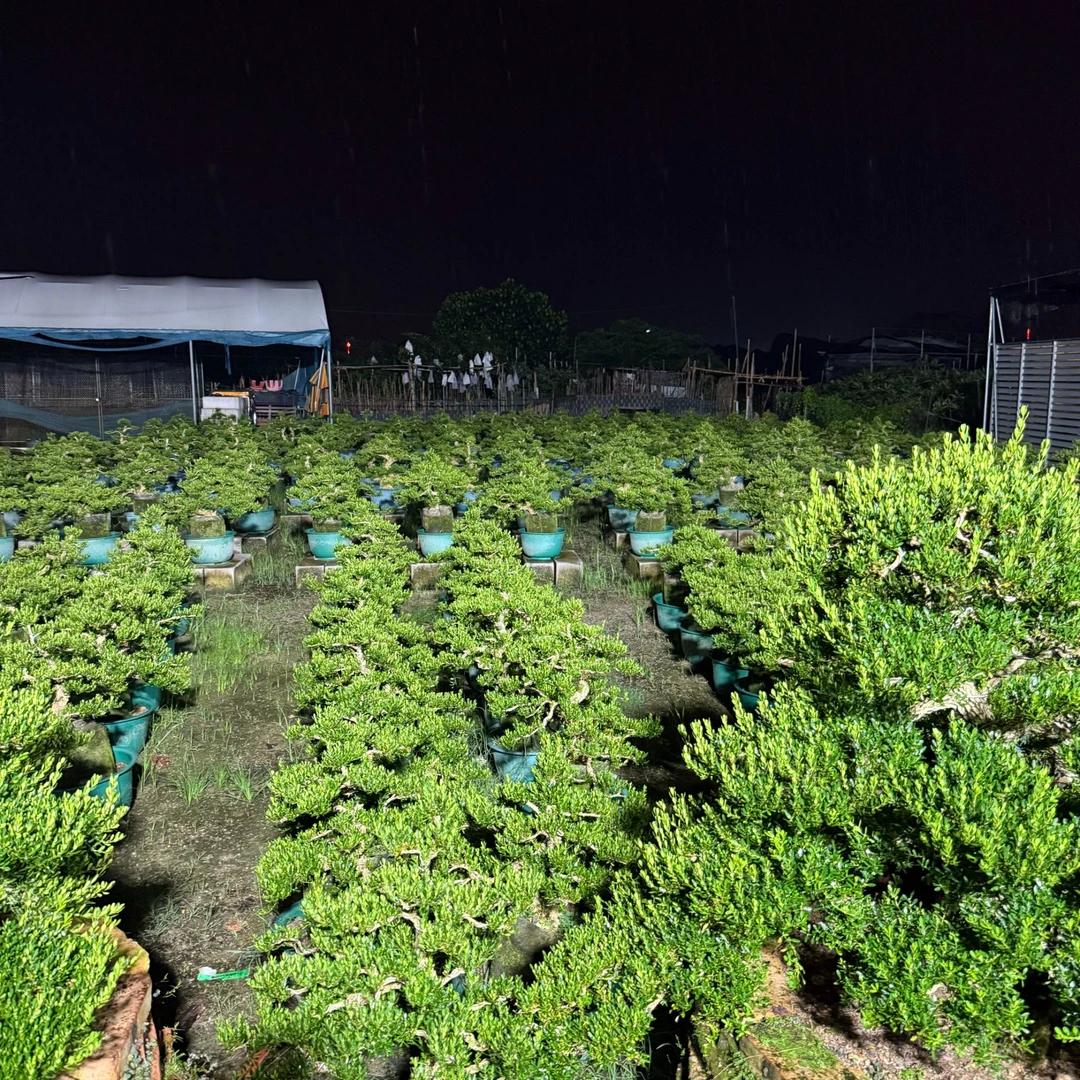 黄杨盆景源头基地，一手货源，一棵也是批发价