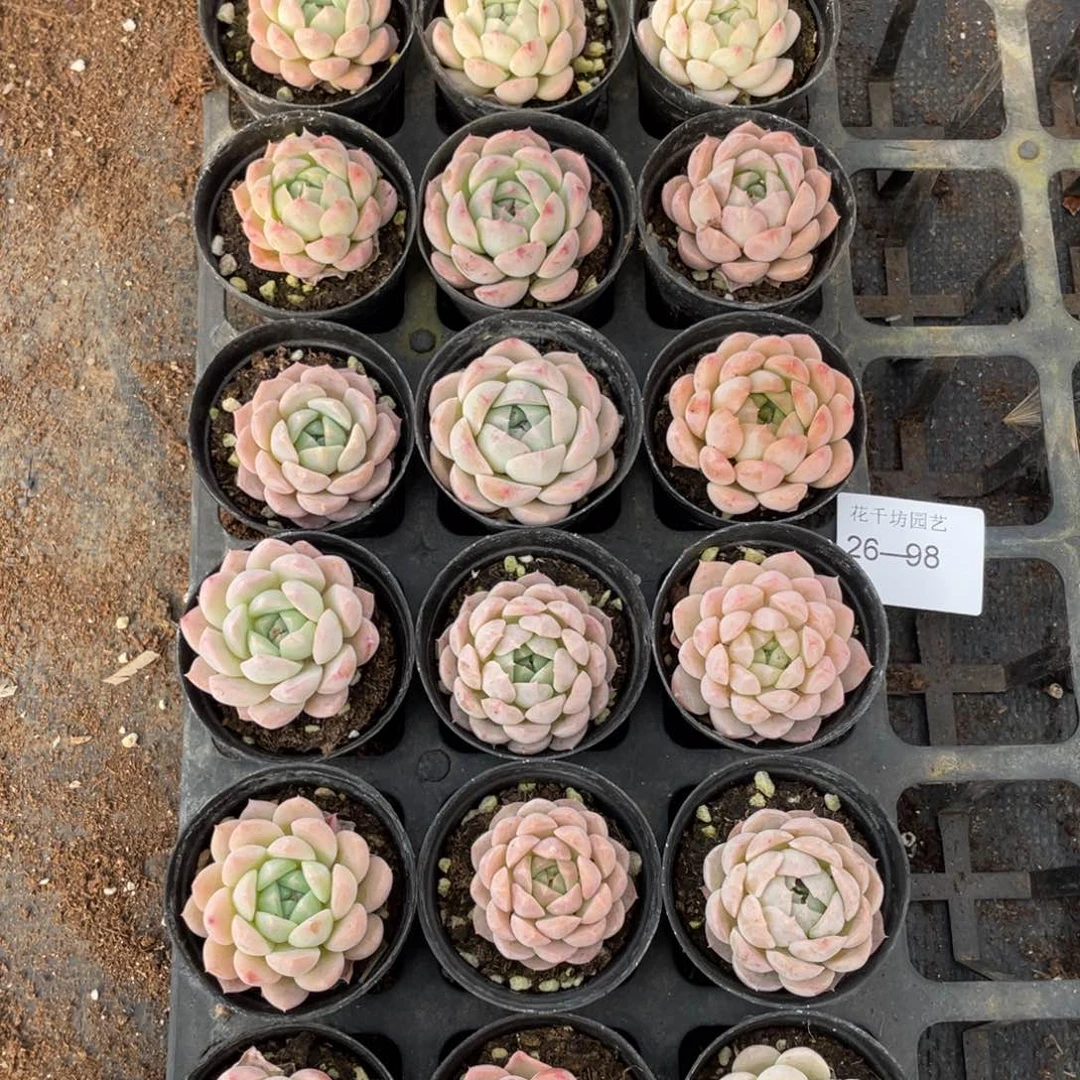 一物一拍18颗26-98