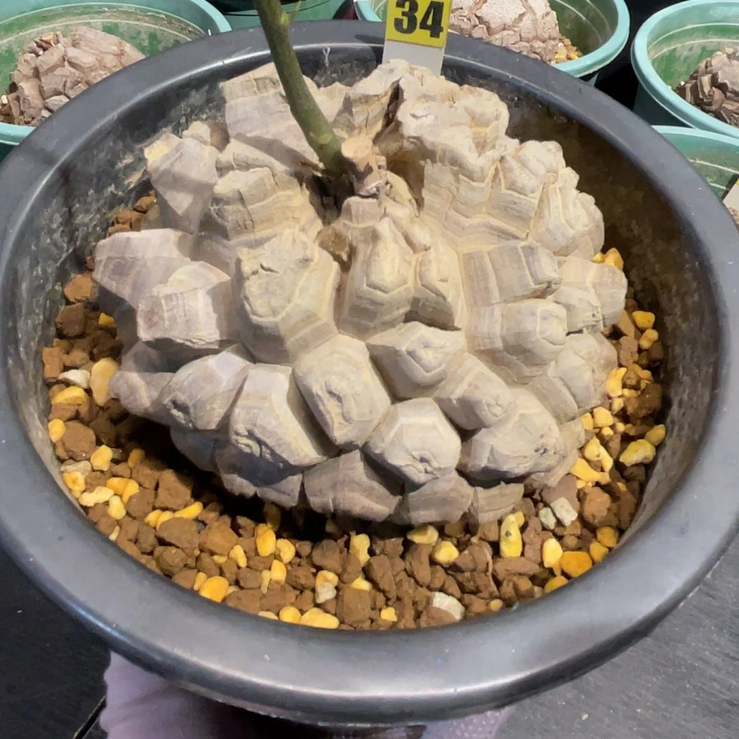 34号龟甲龙龟甲龙