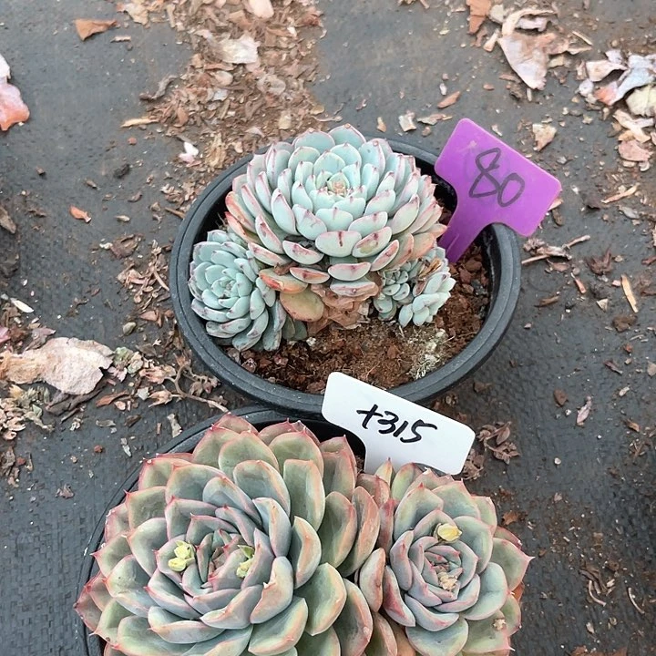 晨语多肉，一物一拍