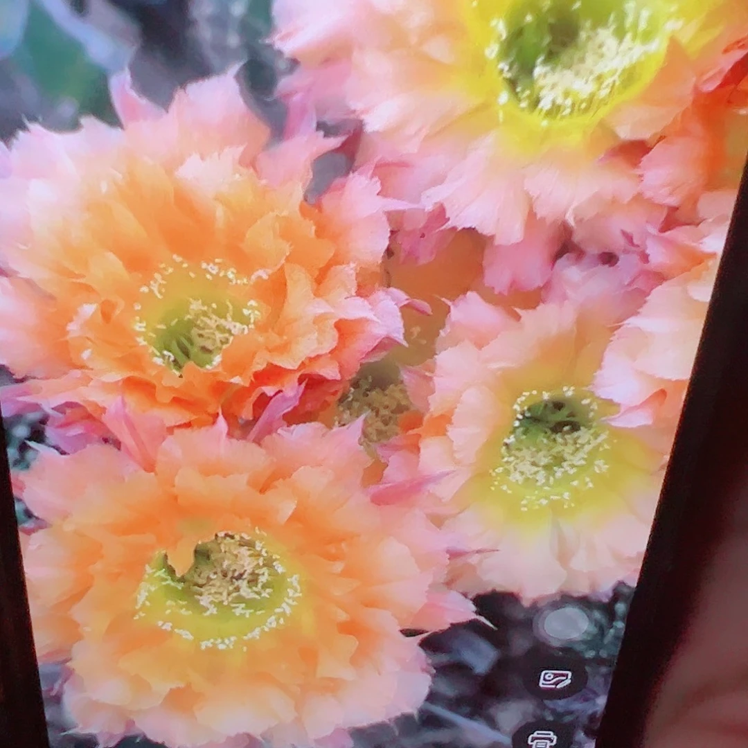 彩草 069侧芽 满20包邮