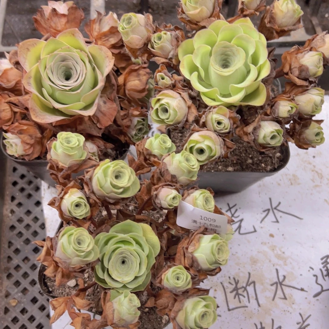 1009 侧牙掉了不包损无售后