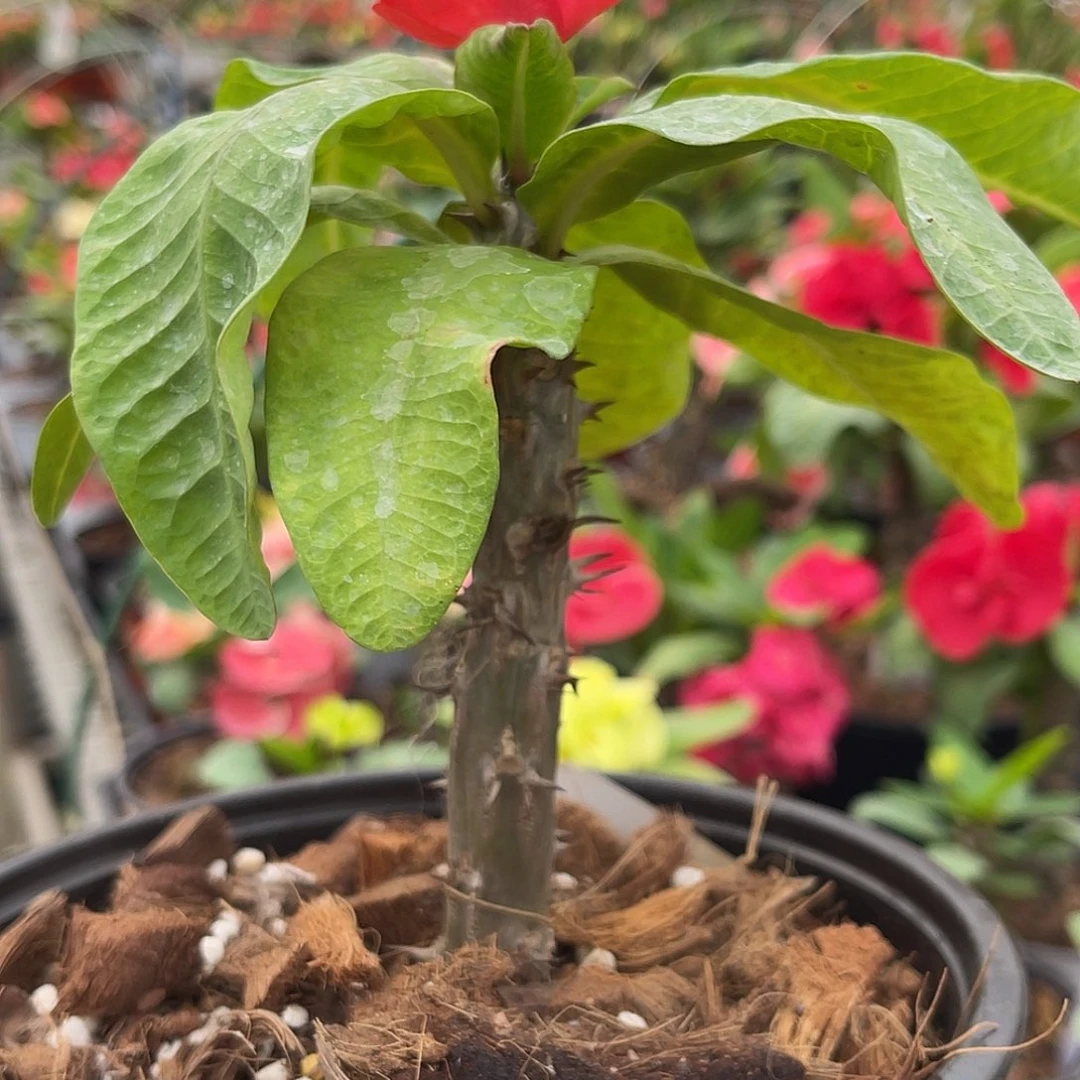 虎刺梅-国色天香128（7号）