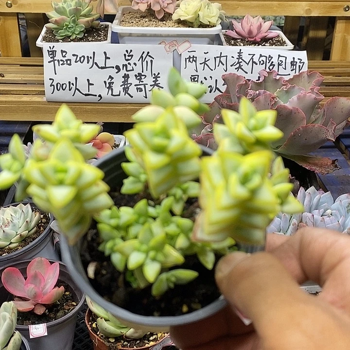 05176 自由女神锦
