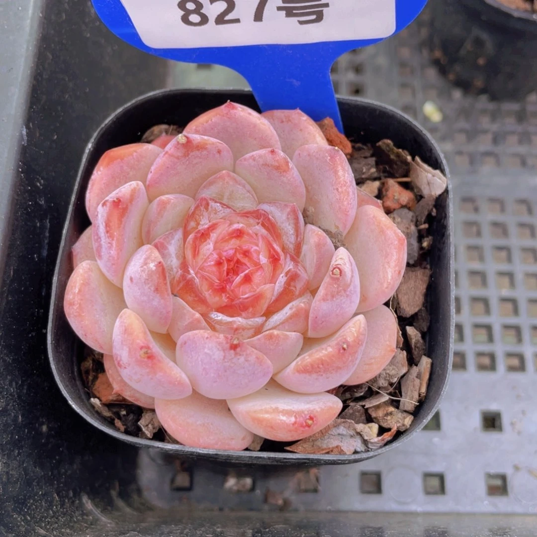 827号草莓果酱单头一个