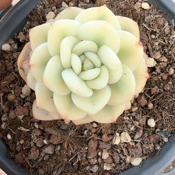 梦露宽锦  锦上园艺一物一拍