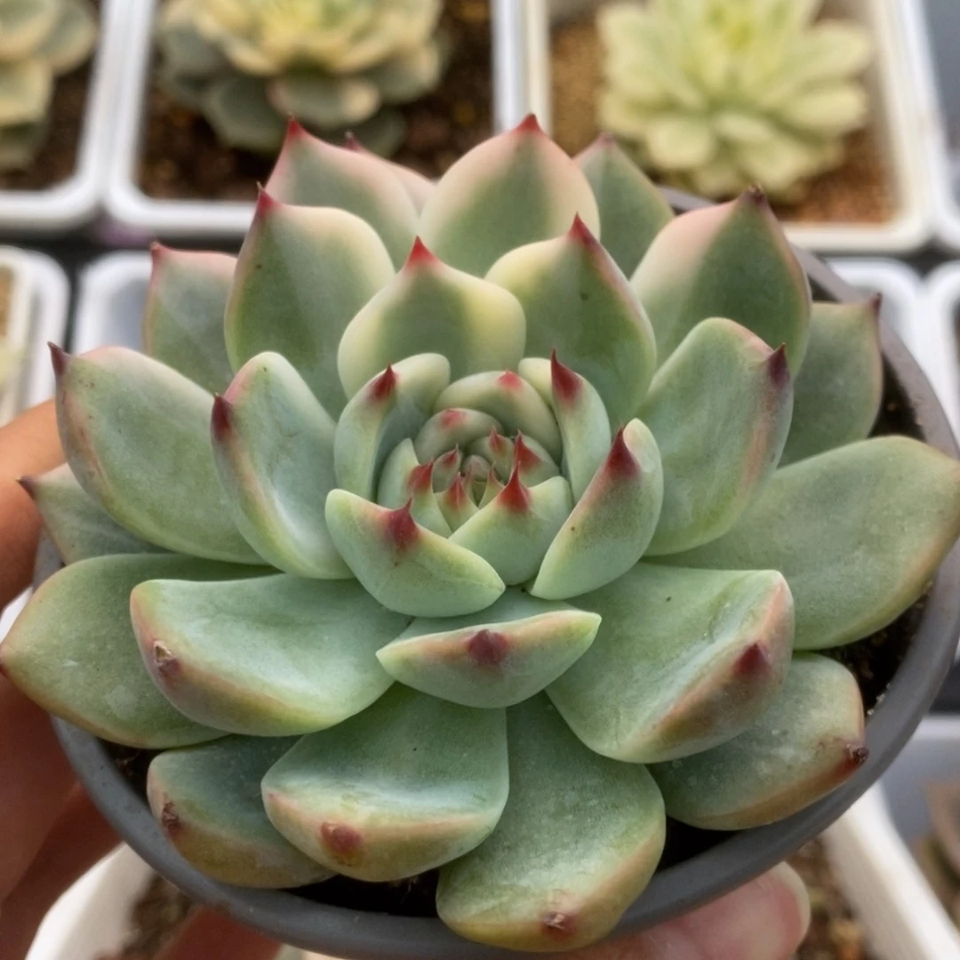 593锦锦锦锦锦锦锦锦