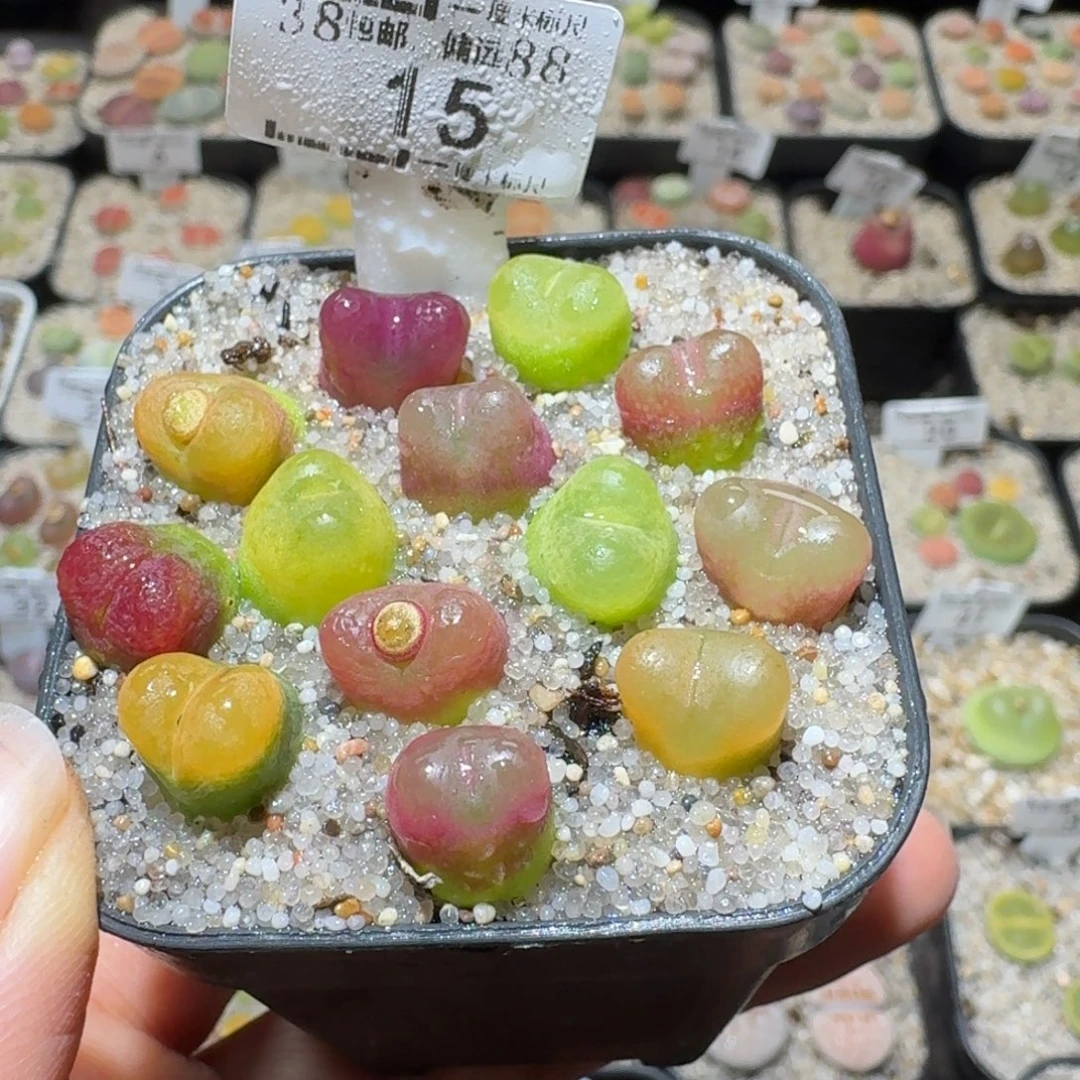 Sss精品清仓价15毛