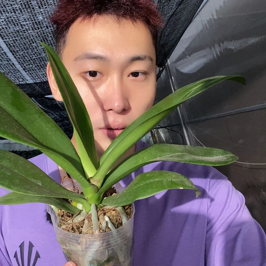 无花朵粉色迷雾3.5