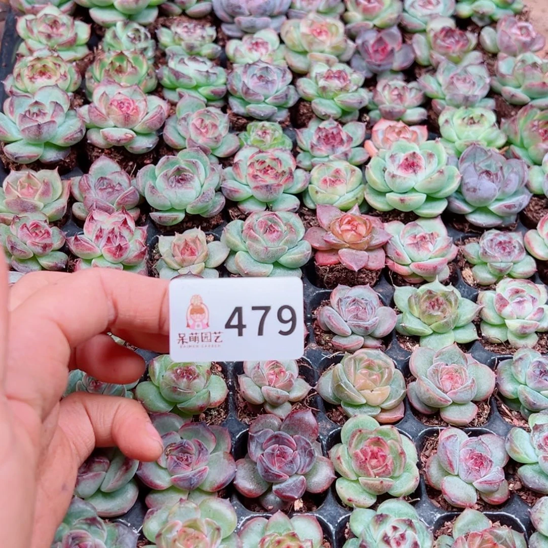 泡***x多肉植物多肉植物