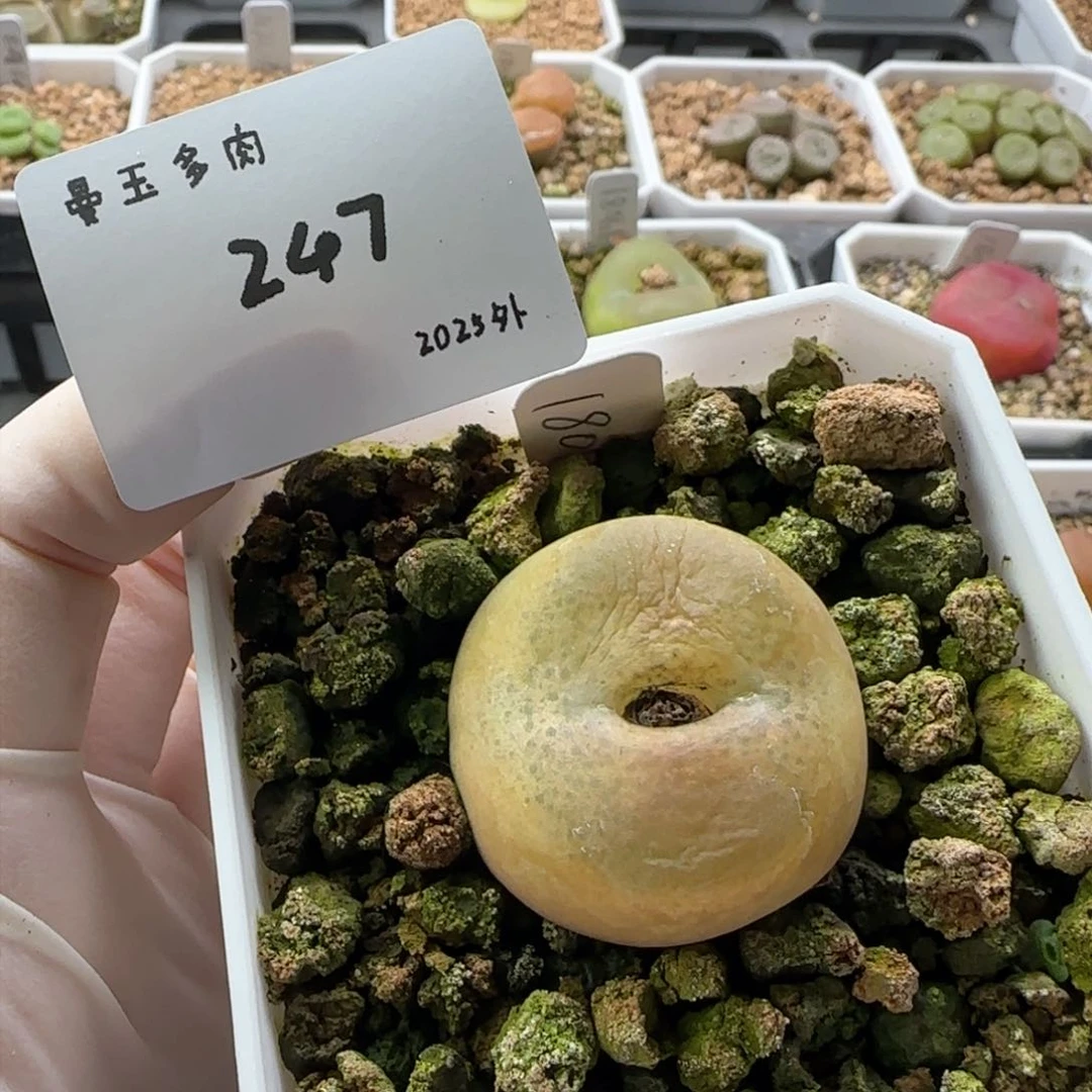 猫*多肉多肉多肉2025-247猫艾