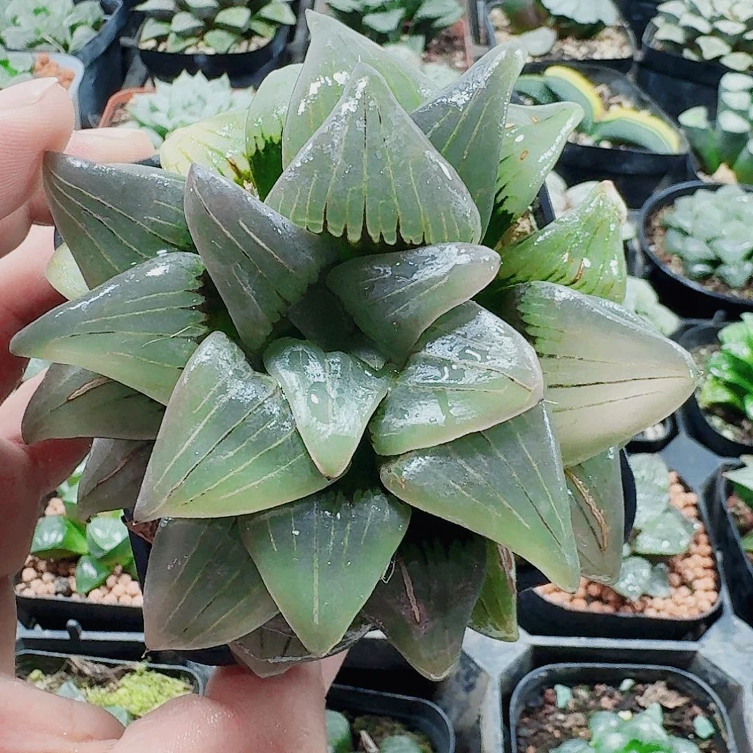 无花朵十二卷福利活动开始