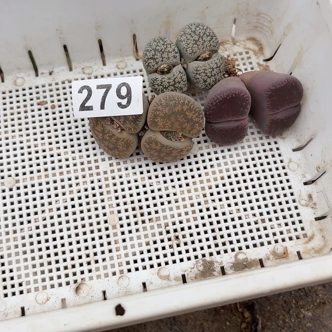 弦***雪生石花一物一拍3颗279