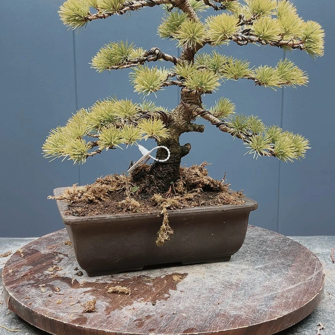 盆景枫树红千鸟6778紫***?