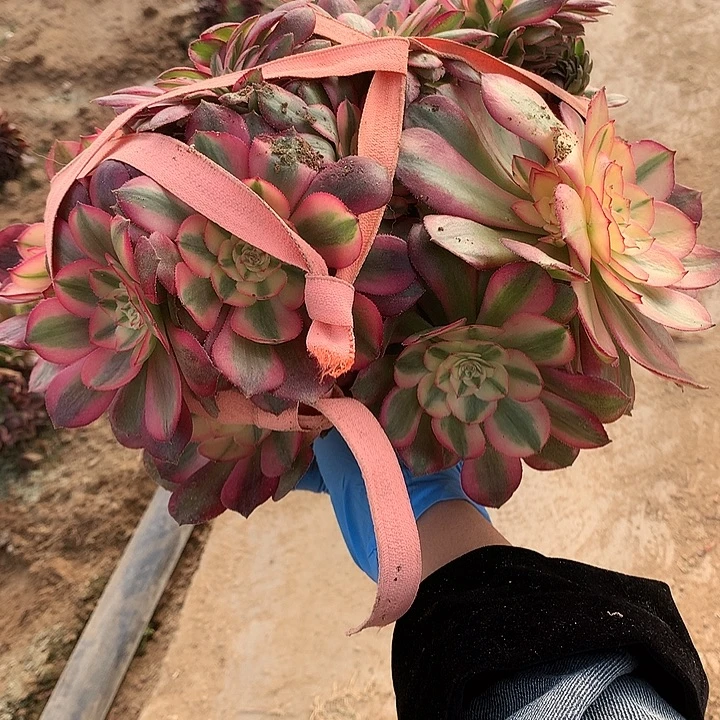 荔枝缀化脱土发货啊
