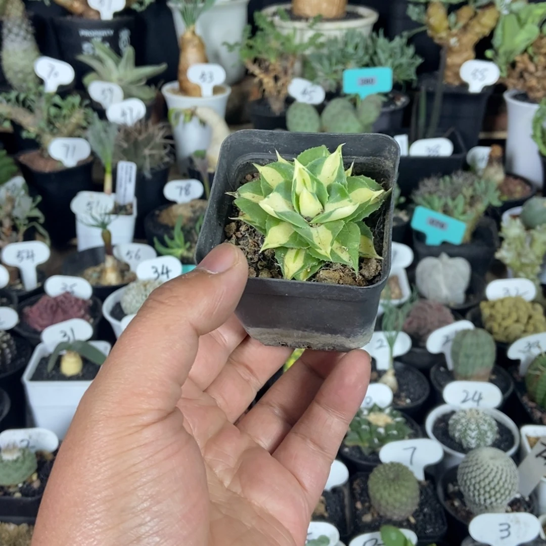 黄中班龙舌兰一物一拍