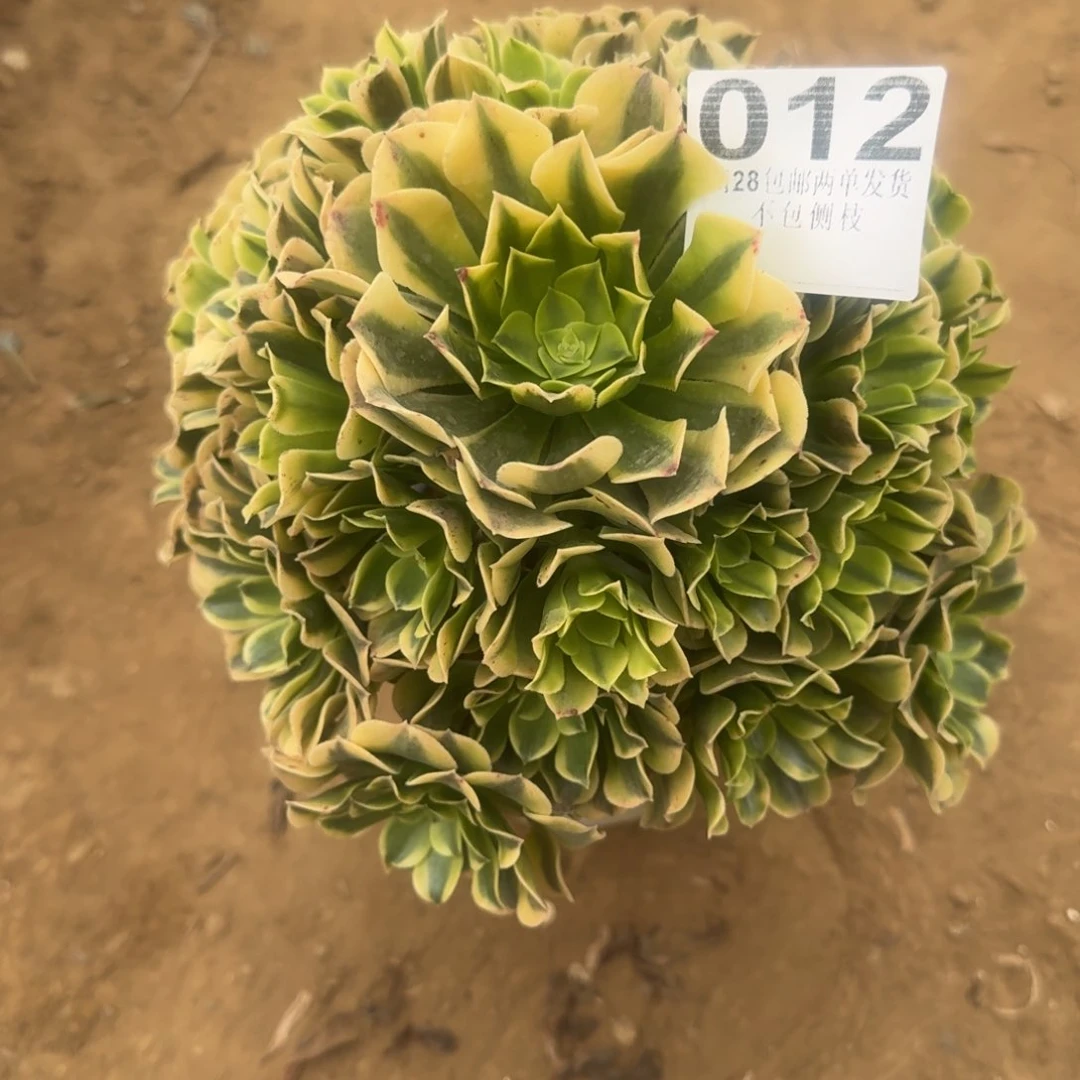 1****12绿豆沙福利不包损